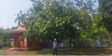 POHON  BODHISATTVA ; Inspirasi Kehidupan Umat Manusia